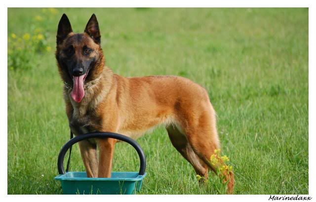 berger-belge-malinois-02.jpg